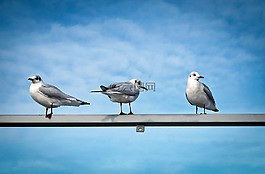 海鷗,鳥類,水禽