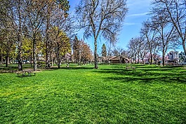 公園,草,春