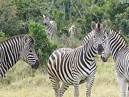 斑馬,野生動物園,克魯格國家公園