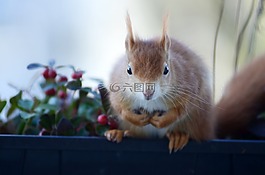 松鼠,新月形面包,嚙齒動物
