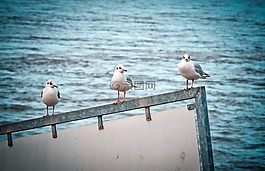 海鷗,鳥類,水禽