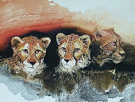 南非,非洲,圖像