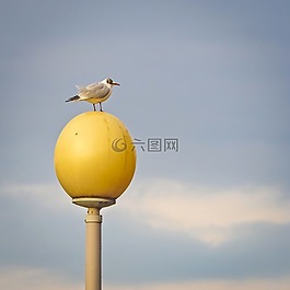 海鷗,鳥(niǎo),水禽