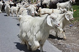 馬拉里,喜馬偕爾,山羊