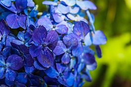 性質(zhì),植物,花