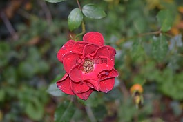 花,死亡,花瓣