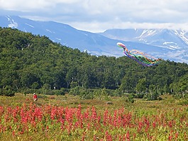 森林,山,苔原