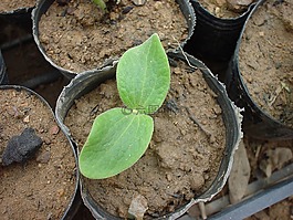 有機(jī),苗,端口