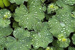 多年生植物,frauenmantel,雨