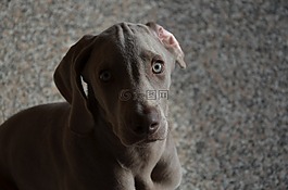 狗,小狗,獵犬