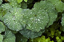 多年生植物,frauenmantel,雨