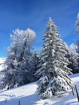 冬天,雪,寒冬