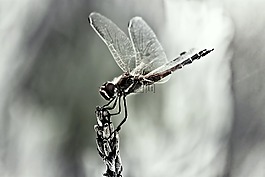 蜻蜓,昆蟲,翼