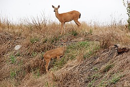 鹿,動物區(qū)系,哺乳動物