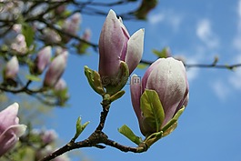 花,玉蘭,性質(zhì)