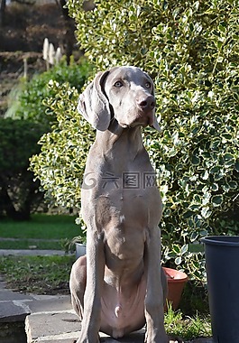狗,小狗,獵犬