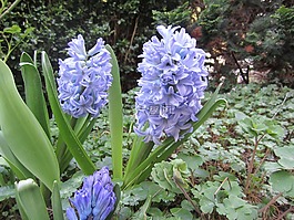花,紫,開花