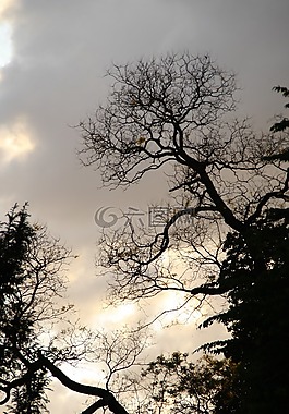 樹(shù),夜,剪影