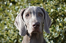 狗,小狗,獵犬