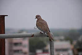 鳥,設(shè)置,野生動(dòng)物