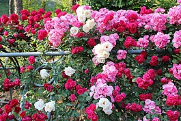 玫瑰,玫瑰节,艺术节