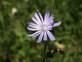 花卉,性質(zhì),夏季