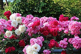 玫瑰,玫瑰节,艺术节