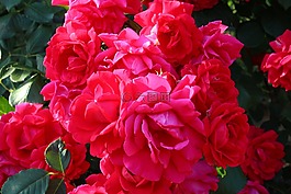 玫瑰,玫瑰节,艺术节