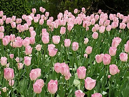 郁金香,鮮花,花的