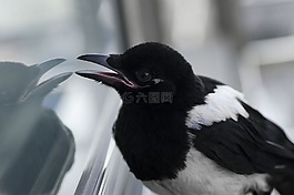 鳥,喜鵲,動物