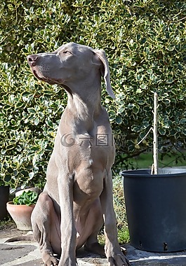 狗,小狗,獵犬