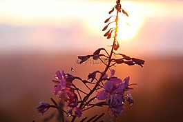鮮花,性質(zhì),廠