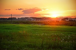 日落,性質(zhì),草