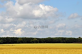 小麥,原野,農(nóng)業(yè)