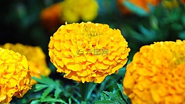 黃色花,春天,花園