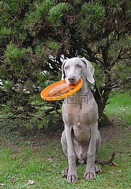 狗,小狗,獵犬