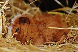 豚鼠,wildpark 地點,可愛