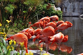 性質(zhì),花園,熱帶