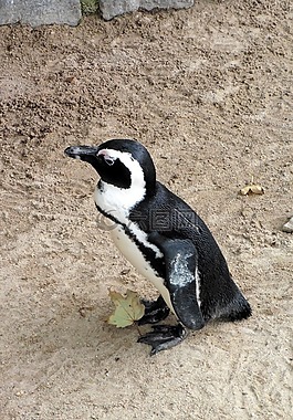 企鵝,動物園,動物