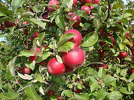 蘋果,花園,水果