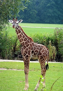長(zhǎng)頸鹿,動(dòng)物,動(dòng)物園