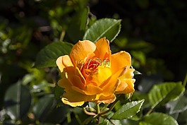 玫瑰,花,玫瑰綻放