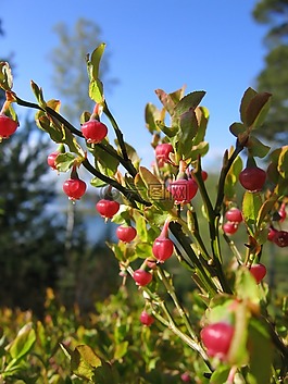藍(lán)莓,鮮花,春天