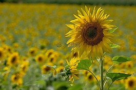 太陽(yáng)花,廠,夏季