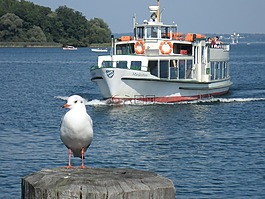 旅游,船舶,海鷗