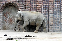 象,動物園,動物