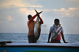 斯里蘭卡,菲舍爾,捕魚