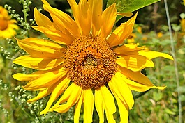 太陽(yáng)花,關(guān)閉,美麗