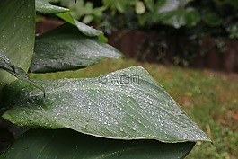 性質(zhì),葉子,雨滴