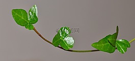 常春藤,廠,綠色